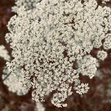 Affittacamere Maison Droles D'oiseaux Plieux