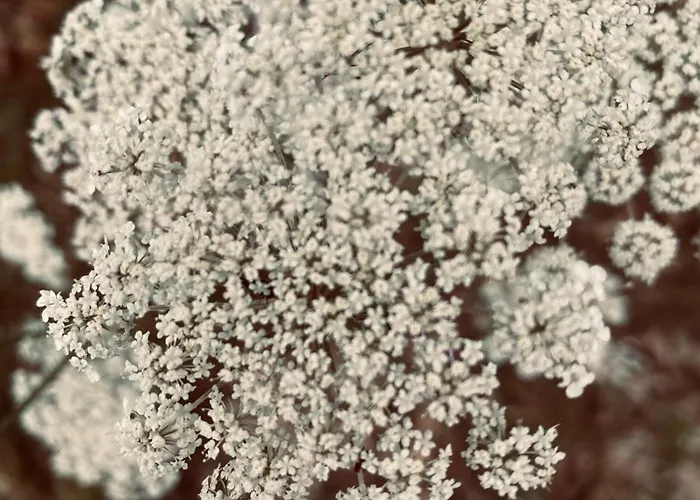 Affittacamere Maison Droles D'oiseaux Plieux